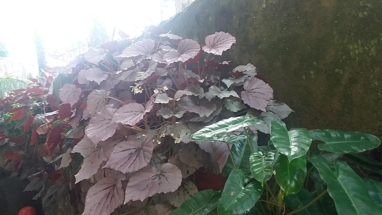 Kevins Placid Homestay Kochi Exterior foto
